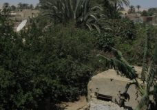 Bahariya Oases 2