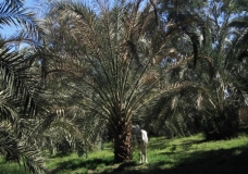 Bahariya Oases 3
