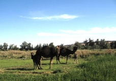 Bahariya Oases 4