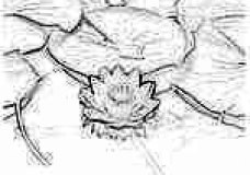 lotus