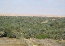 siwa oases