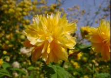 The little flowers of a bush (close-up)