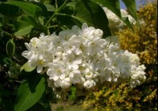 White lilac