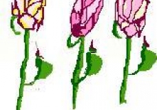 roses- a rose speaks thousand words.
