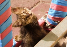 Kitty