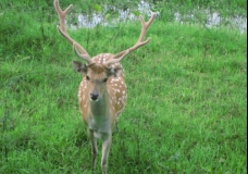 Deer's news