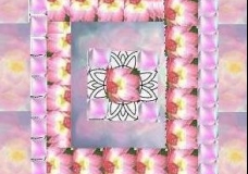 different hues of lotus