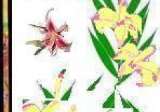 lilies