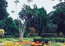 Tourist Attraction: Sri Lanka's Peradeniya Botanic Garden.