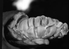 Pod of Cacao