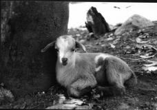 Farm Lamb