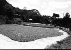 Cacao Sun Drying