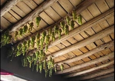 grape business