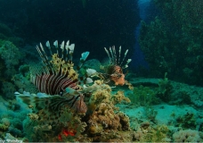 An aquarium