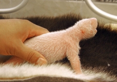 a baby panda