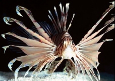 lion fish