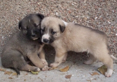 Dogs are friends of human beings