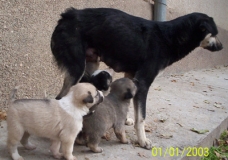 My dog and puppies