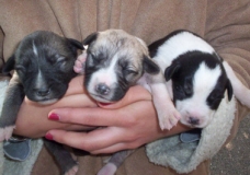 My puppies