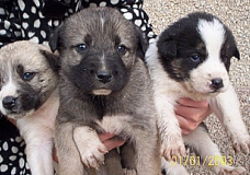 My puppies growing