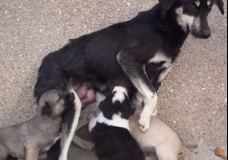 Mom's feeding