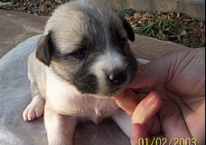 little miracle