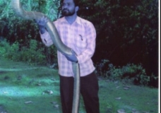 Indian King Cobra