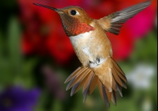 a little birds