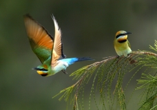 two little birds