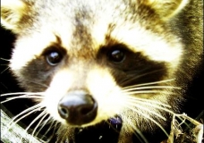 My Raccoon