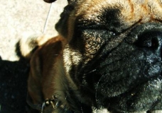 Molly