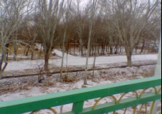 Garden in Winter