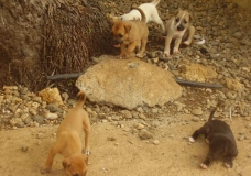 doggies