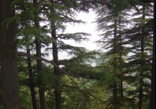 Himalayan Forest