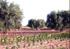 Green Tunisia