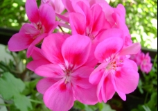 Pink Geranium (Close-Up)
