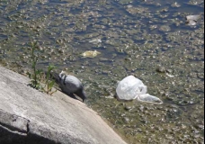 Nature in a Globalized City