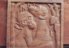 Infant Chimps