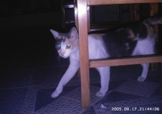 the arrogant cat