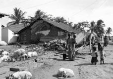 Rural India