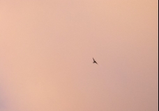 Pittwater Bay - Evening Bird 1 - Sydney, Australia, May 2003