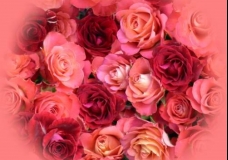roses