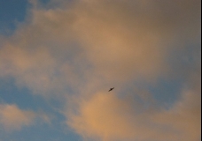 Evening Bird 2 - Sydney, Australia, May 2003