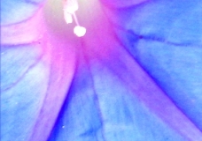 Flowers - Breathe - January 2003