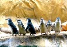 Aquarium! - Penguins - February 2003