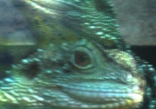 Aquarium! - Lizards - February 2003