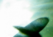 Aquarium! - Shark 1 - February 2003