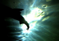 Aquarium! - Shark 2 - February 2003