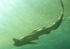 Aquarium! - Shark 3 - February 2003
