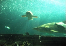 Aquarium! - Shark 4 - February 2003